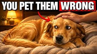 Most Owners Pet Their Dog Wrong — Science Explains Why
