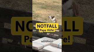 Papakind Notfall #bordercollie #hund #dogshorts #papa #hundeleben #specialneeds #handicap #dog