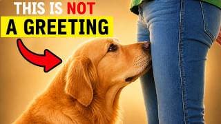 If Your Dog Sniffs Your Private Area, It Really Means THIS!
