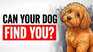 Can Your Dog Recognize Your Face in a Crowd? (The Science Is Wild)