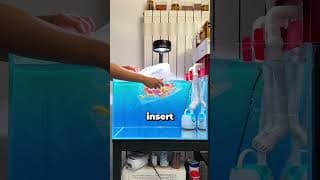 How To Introduce New Fish To A New Aquarium Tank 😳