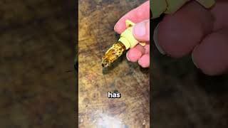 Queen Bee Replacements 😳