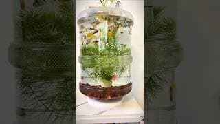 Who Knew a Water Bottle Could Be an Aquarium? 🐟 | DIY Mini Fish Tank Setup#MiniAquarium #FishKeeping