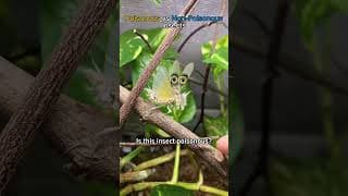 find an ANTIDOTE immediately #insects #shorts