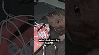 He Knows He Messed Up! 🫣 Guilty American Bully #americanbully #shorts