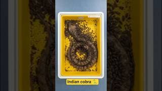 Indian Cobra Stripped to the Bone by Beetles 🐍💀 #indiancobra #cobra