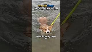 Not All DOGS Are Afraid Of Water #dog #shorts