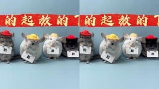 Recently, they have been a bit rebellious, but all the messages from friends asking for shots will