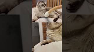 Cute Cat's MEOW DAY!