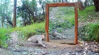 Animal got jumpscared by it's own reflection