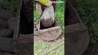 Ecological beekeeping | Professional collection and domestication of wild bee swarms