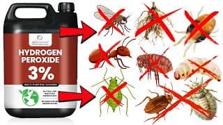 10 Genius Ways Hydrogen Peroxide Stops Pests Fast (Roaches, Mites, Aphids, Fleas, Ants, Gnats, etc)
