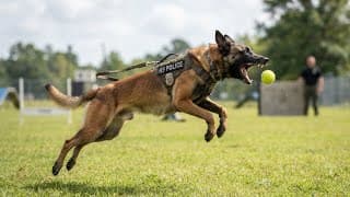 Meet the World's Most Loyal Dog!#k9 #malinois #policek9