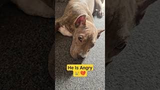 American Bully 🐕 He is ANGRY with me! 😤💔 #americanbully #shorts