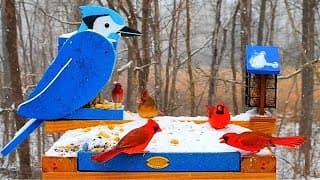 🔴 Snowy Bird Feeder Cam 24/7 | Non-Stop Action | Cardinals & Blue Jays