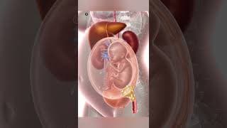 Pregnancy at 26 Weeks 3D Animation of Prenatal Motion | Baby Development #biology #shortsvideo