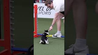 i snuck a cat into a dog show