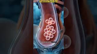 Fertilized Egg Secret | Pregnancy Begins Explained