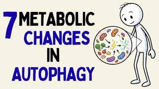 7 Things That Change in Your Metabolism When Autophagy Finally Starts