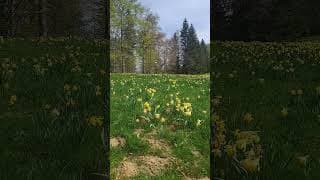 Yellow daffodils in the meadows in the mountains of Switzerland #travel #spring #narcissus #jura