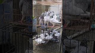 Bangladesh Giribaj pigeon #shorts