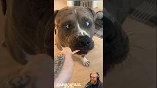 My Dog Is an Ice Cream Lover 🍦🐶 | USA Pets #dog #pets