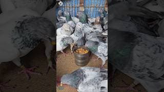 Giribaz kabootar #pigeon #shorts