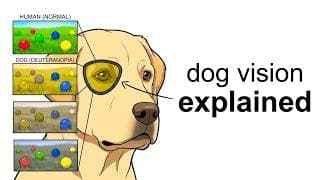 How Your Dog SEES the World? (Dog Vision with Science)