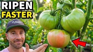 This is Why Your Tomatoes AREN'T Turning Red [FIX THIS!]
