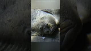 Creepy Dave: Flounder