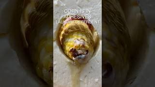 6 True Facts About Corn                  #cornonthecob #corn