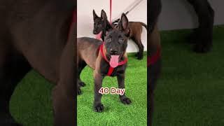 #dogs #malinois #malinoismonday #dogshorts #k9master #dogvideos #germanshepherd