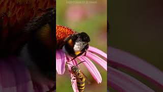 Creepy Dave Bumblebee