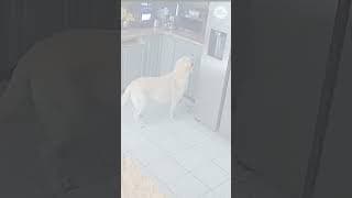 Security footage shows family dog turn on toaster, triggering deadly house fire
