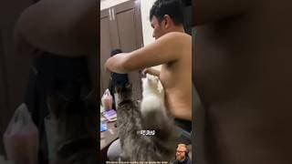My Cat's Funniest Reactions Around Men! 🐾😂 #cat #pets