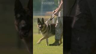 #love #malinois #training #k9tactical #puppy