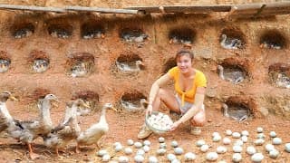 Digging many nest for ducks to lay eggs - Harvesting ducks eggs | Peaceful farm life