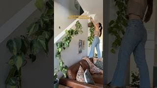 Let’s potter around the Aroids 🌿 It’s almost spring, lets water & feed the Houseplants 🧖🏻‍♀️