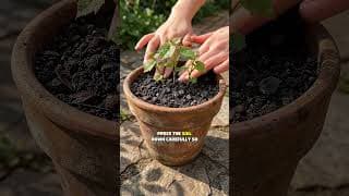 Grow Grapes in Your Garden (Easy Backyard Growing Guide)