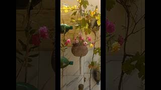 🌹🌹🌹 #subscribe #plants #garden #shorts