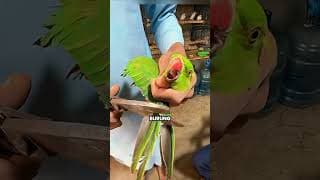 🦜 Jangan Sembarangan Memotong Sayap Burung Beo