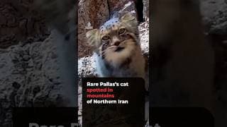 Rare Pallas’s cat captured on camera in northern Iran mountains