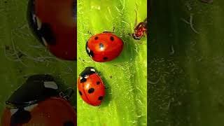 Creepy Dave Ladybugs