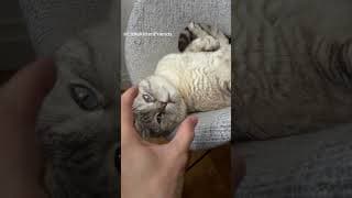 TWO FLUFFY CUTES HERE!  #cutecats