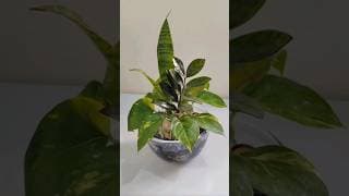 Creative And Easy Plant Decor 🌿💚 #shorts #ytshorts #indoorplants #plantdecor #creative #plantstyling