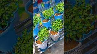 Incredible Jade Bonsai Crafting 🌿 | From Ordinary Plant to Living Masterpiece #jadeplant
