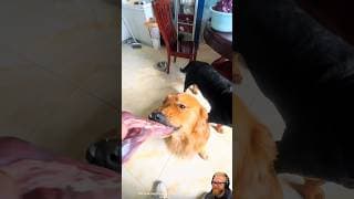 The Funniest Dog Eating Moments Ever 🐶🇺🇸 #dog #pets