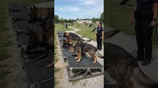 Dog training is going best #germanshepherd #dogtraining #gsd