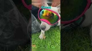#dog #puppy #pets #puppy #k9tactical #police