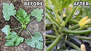 Your Zucchini Plants Will FAIL Unless You STOP Doing This!